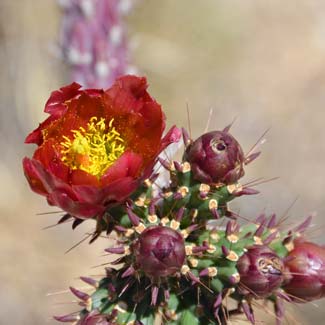 Walkingstick Cactus is also called Cane Cholla, Spiny Cholla and Toumey-can Cholla. Cylindropuntia spinosior 